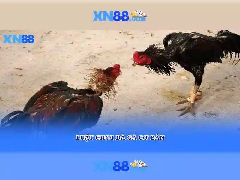 xn88: Tổng quan, trải nghiệm và khuyến mãi