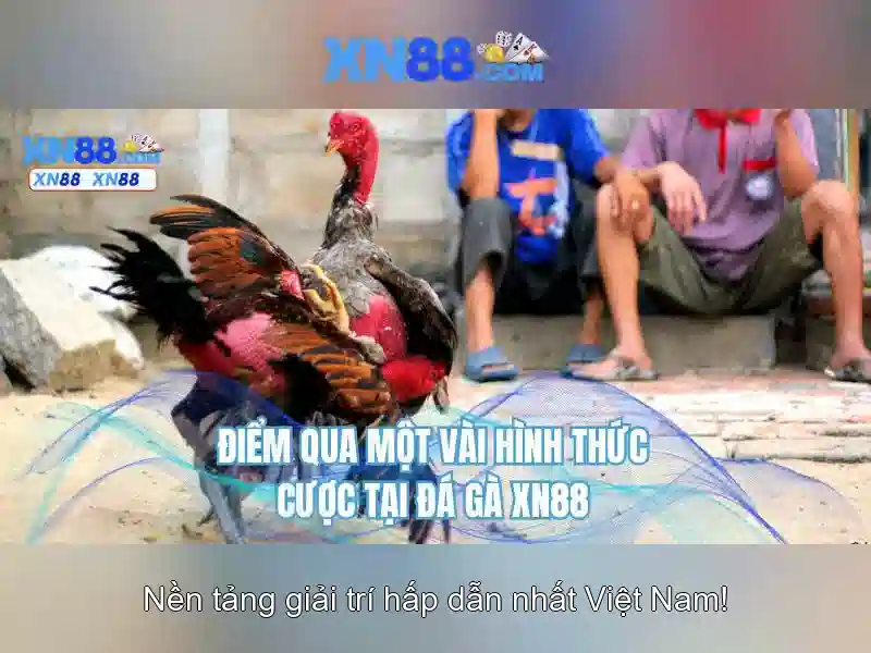xn88: Nền tảng cược trực tuyến và cái nhìn tổng quan