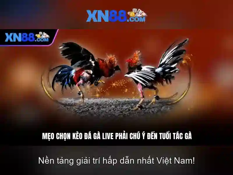 xn88 ampleur.jp***.com – Khám phá giá trị và công nghệ